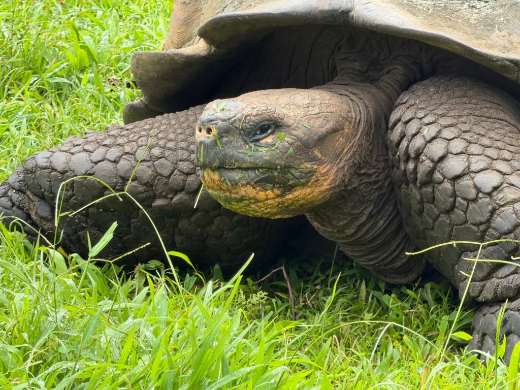 Giant tortoise - Galapagos