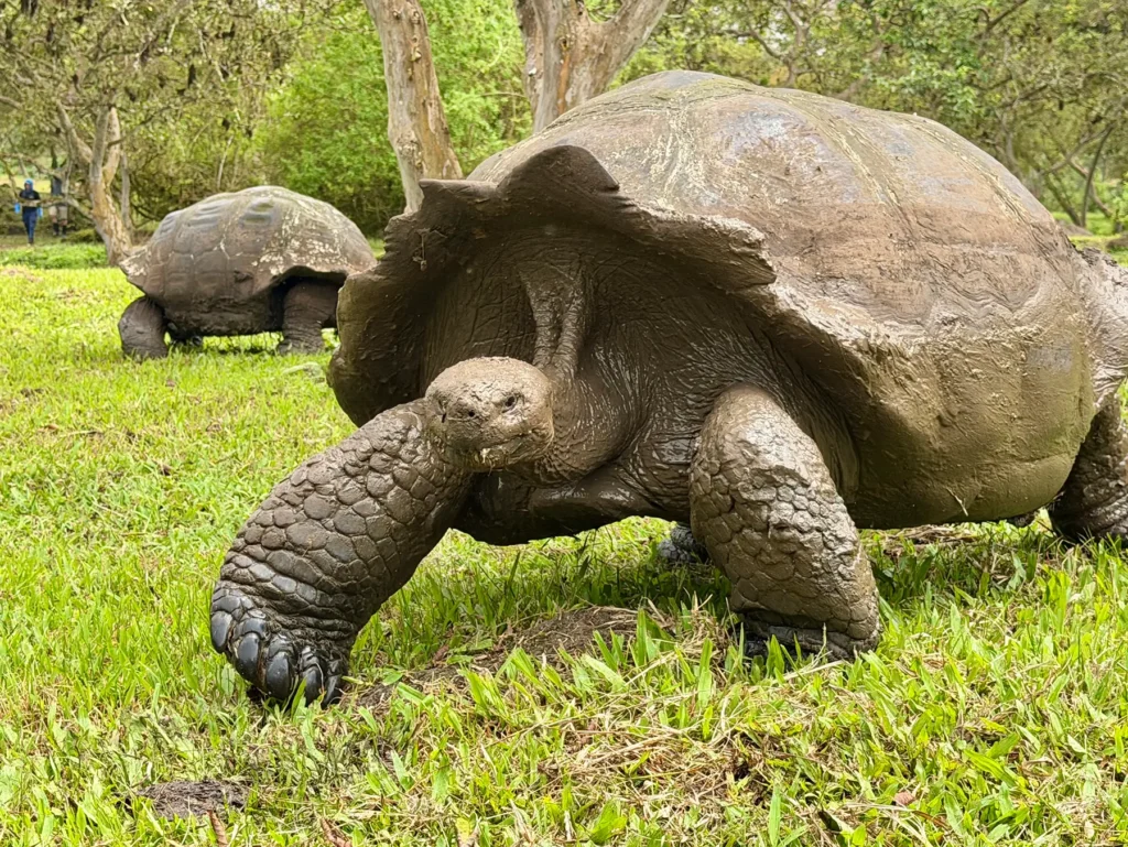 Giant tortoises - Galapagos